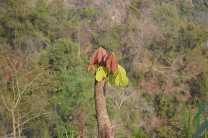 পার্বত্য চট্টগ্রামের বনাঞ্চল