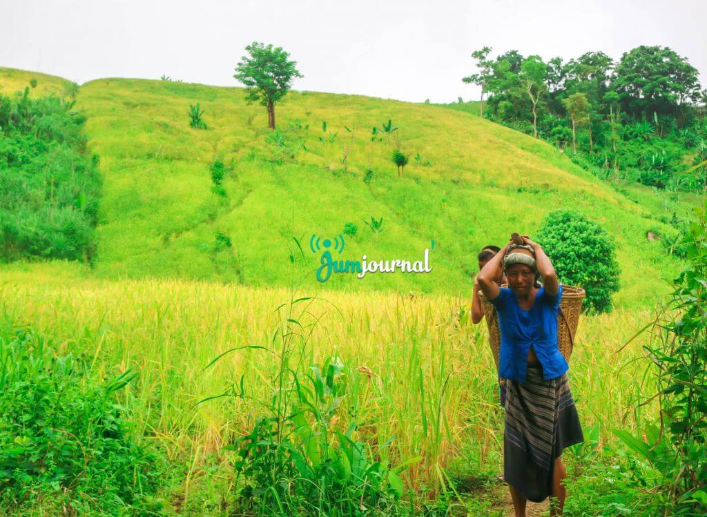 জুম চাষ